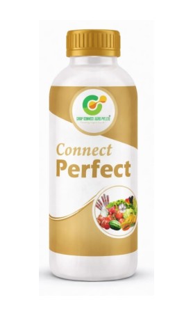 Connect Perfect